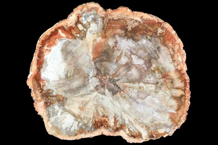 Top Quality, Petrified Wood Round - Madagascar #74084